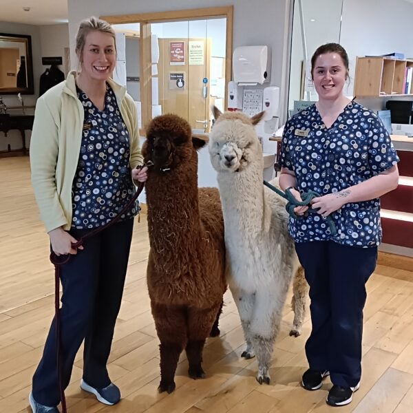 Two care staff in a bright corridor, each with an alpaca on a lead.