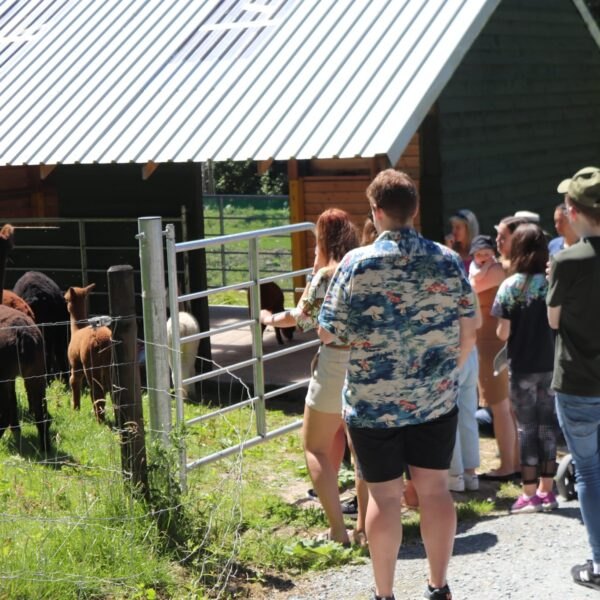 Visitors gathered at a farm gate beside a shed, looking in at the alpacas.