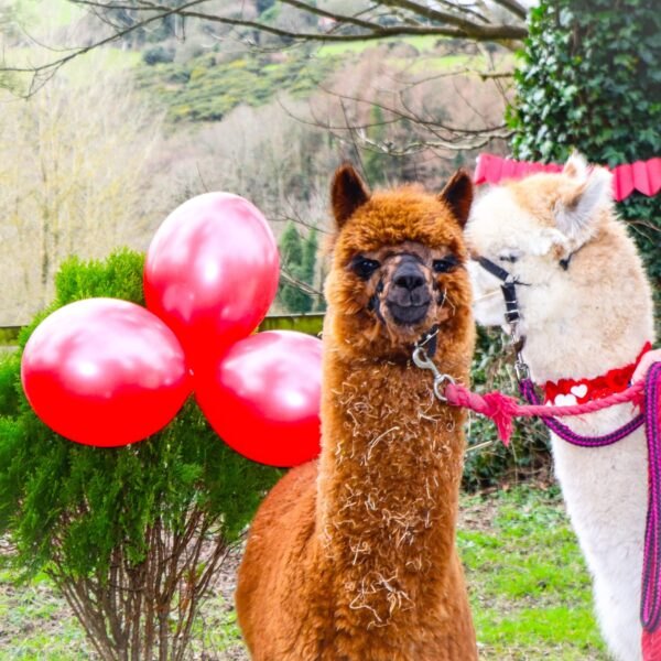 Two alpacas, one brown and one white, wearing red bows beside a bunch of red balloons.