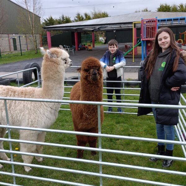 Two alpacas in a pen in a school yard, with two young people standing beside them.